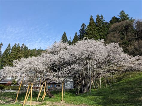 臥龍桜 開花状況|令和6年 臥龍桜開花情報